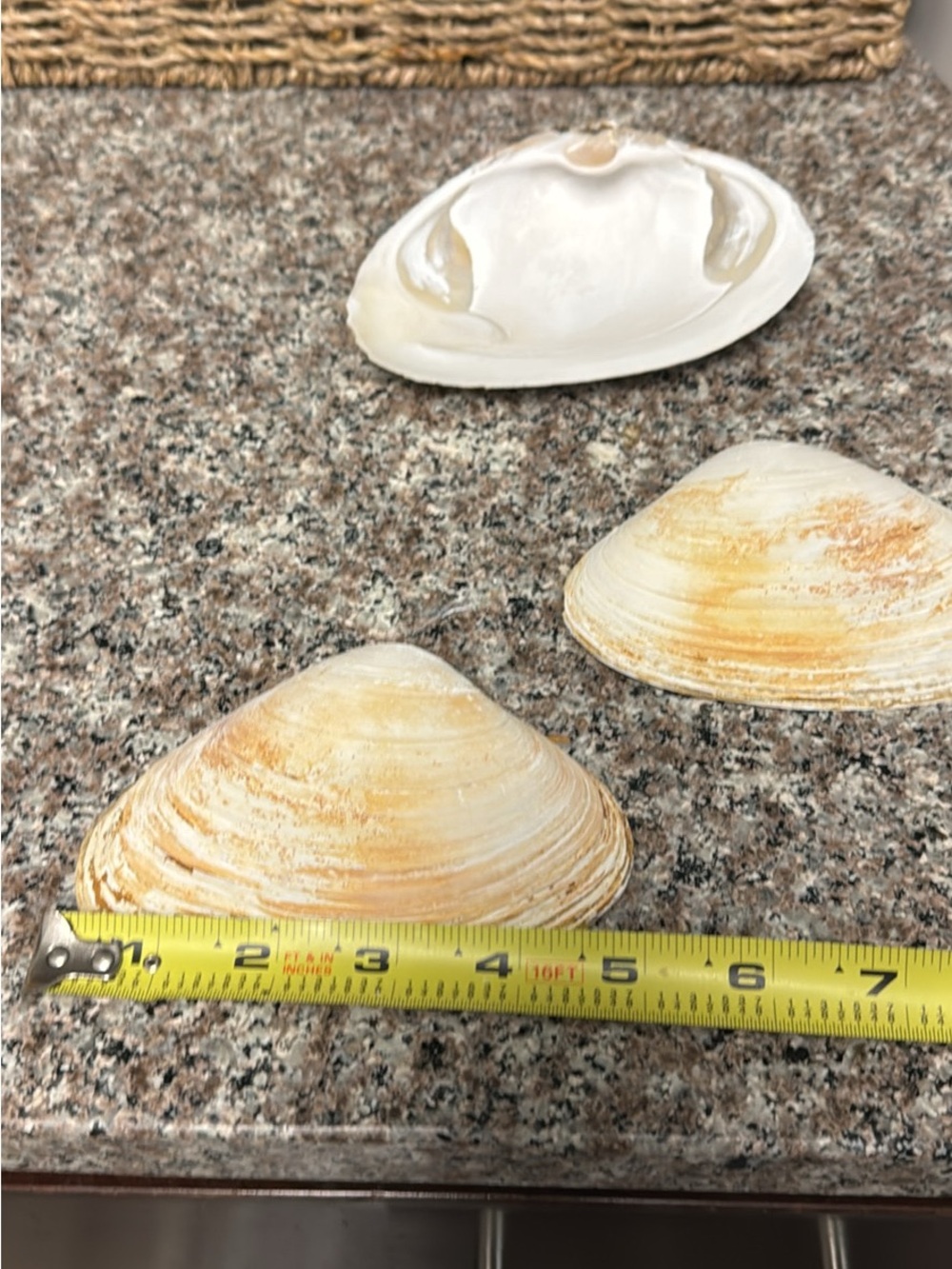 Natural Seashells - Picture 4 of 5